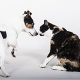 assurance pour un animal malade